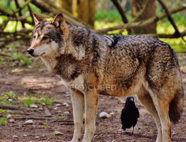 Portrait of a bird standing by a wolf, India — Stock Photo