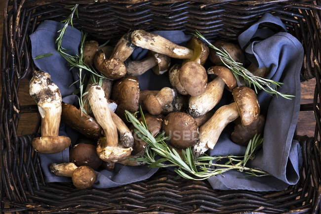 Nahaufnahme von frisch gepflückten Pilzen in einem Korb, Bulgarien — Stockfoto