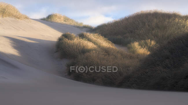 Luce mattutina nebbiosa sulle dune di sabbia e sull'erba della spiaggia, South Island, Nuova Zelanda — Foto stock