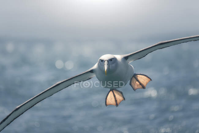Albatross (Thalassarche cauta) in flight over ocean, New Zealand — Stock Photo