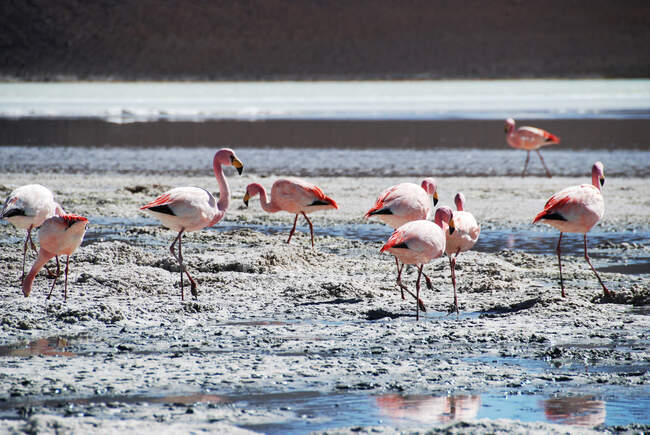 James' Flamingos on the salt flats in the Atacama Desert, Chile — Stock Photo