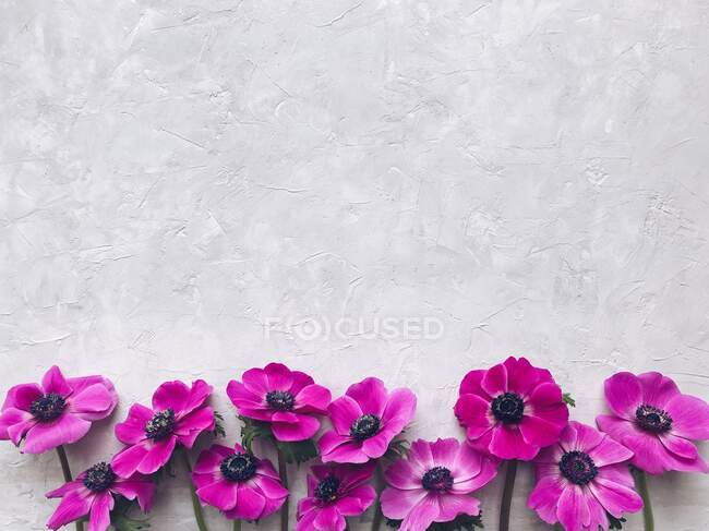 Flores cor de rosa anêmona em um fundo cinza texturizado — Fotografia de Stock