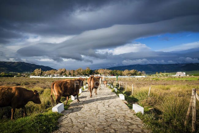 Коровы, идущие по тропинке, Тарифа, Кадис, Андалусия, Испания — стоковое фото
