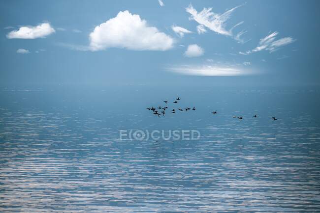 Flock of birds flying over lake, Switzerland — Stock Photo