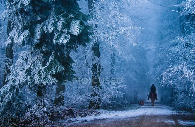 Человек, едущий через лес со своей собакой, Швейцария — стоковое фото