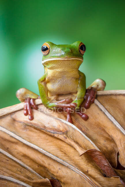 Portrait of a white-lipped tree frog on a leaf, Indonesia — Stock Photo