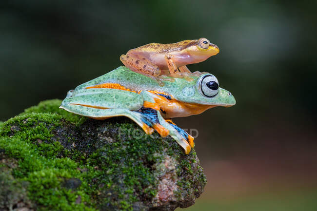 Glass frog sitting on the back of Javan tree frog, Indonesia — Stock Photo
