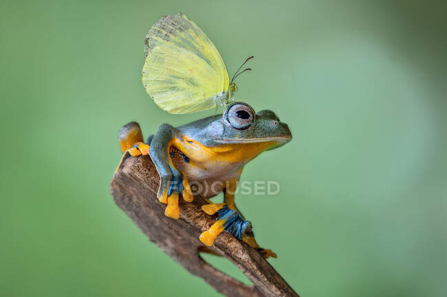 Butterfly on a Javan Tree Frog, Indonesia — Stock Photo
