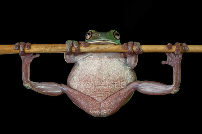 Dumpy tree frog hanging on a branch, Indonesia — Stock Photo