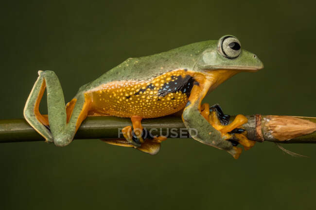 Close-up of a Javan tree frog on a branch, Indonesia — Stock Photo