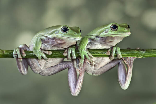 Two dumpy tree frogs sitting on a branch, Indonesia — Stock Photo