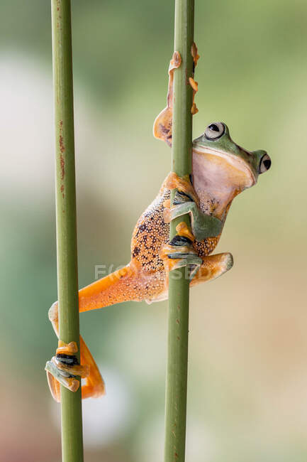 Javan tree frog climbing a plant, Indonesia — Stock Photo