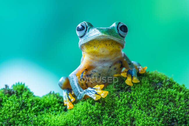 Яванська деревна жаба на моховому камені (Індонезія). — стокове фото