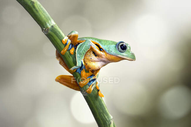 Javan tree frog on a plant, Indonesia — Stock Photo