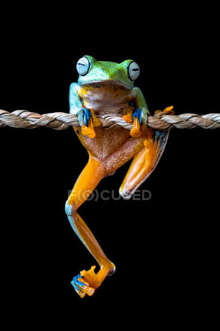 Javan tree frog hanging on a piece of rope, Indonesia — Stock Photo