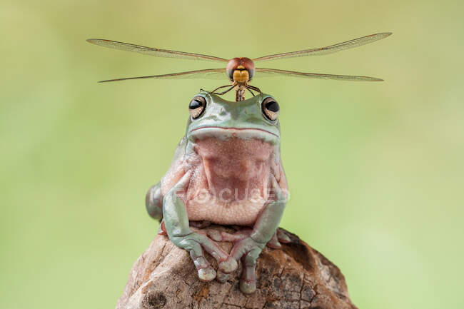 Libellule assis sur une grenouille benne, Indonésie — Photo de stock