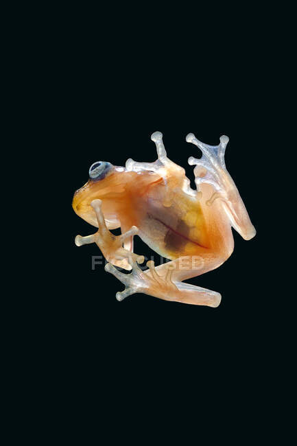 Glass frog on a piece of glass, Indonesia — Stock Photo