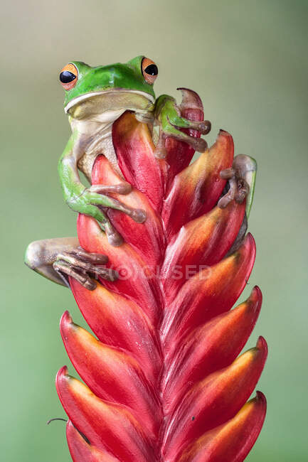 White-lipped tree frog on a flower bud, Indonesia — Stock Photo