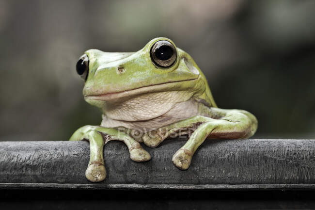 Portrait of a dumpy tree frog, Indonesia — Stock Photo