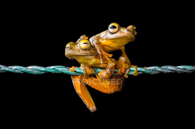 Two frogs sitting on a piece of rope, Indonesia — Stock Photo