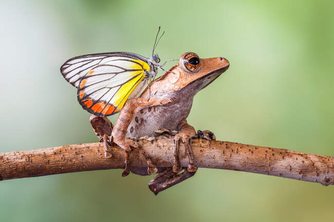 Mariposa sobre una rana arbórea, Indonesia - foto de stock