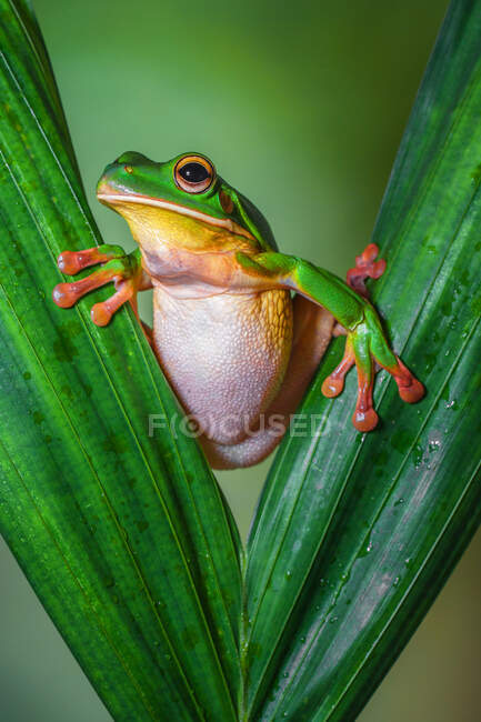 Білокрилка деревна жаба дивиться крізь два листки, Індонезія. — стокове фото