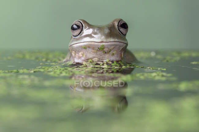 Dumpy tree frog in a duckweed pond, Indonesia — Stock Photo
