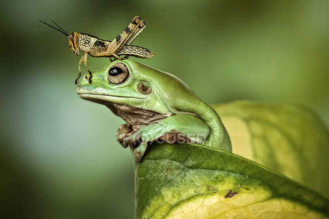 Grasshopper on a dumpy tree frog, Indonesia — Stock Photo