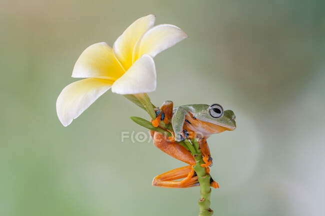 Javan tree frog on a frangipani flower, Indonesia — Stock Photo