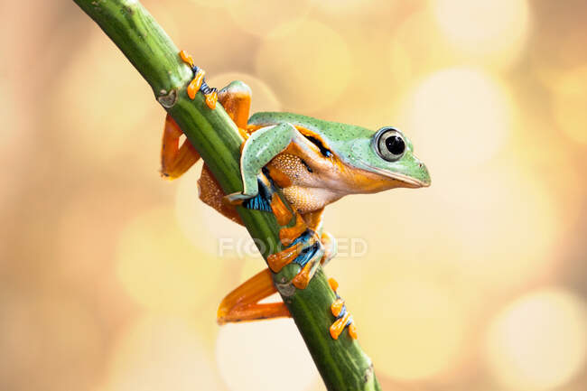 Javan tree frog on a plant, Indonesia — Stock Photo