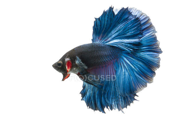 Schöner blauer Betta-Fisch auf weißem Hintergrund, Nahsicht — Stockfoto