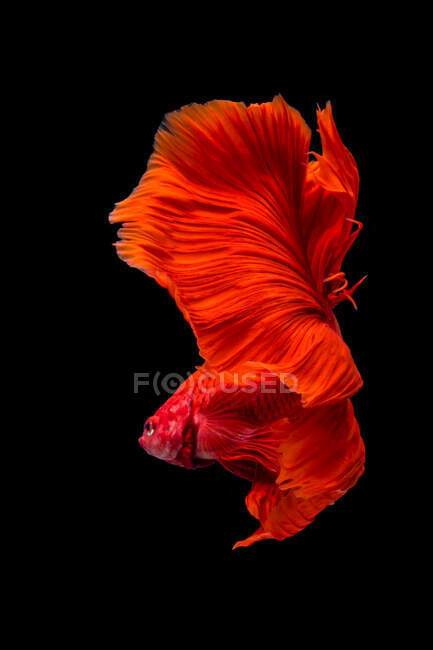 Schöner roter Betta-Fisch schwimmt im Aquarium auf dunklem Hintergrund, Nahsicht — Stockfoto