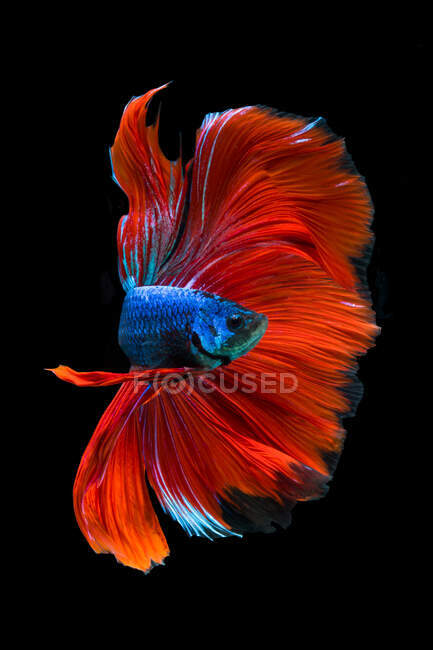 Portrait d'un poisson betta rouge et bleu — Photo de stock