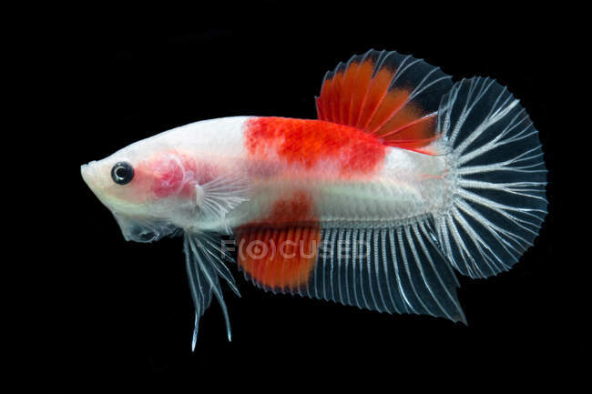 Retrato de un pez betta rojo y blanco - foto de stock