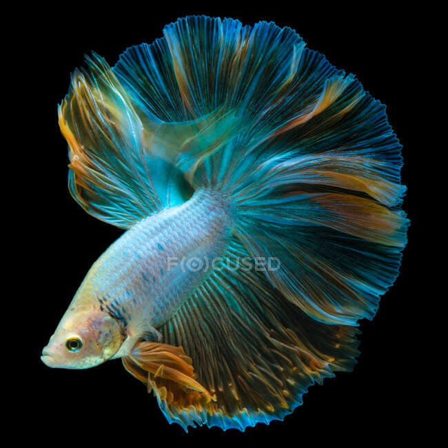 Beau poisson Betta turquoise nageant dans l'aquarium sur fond sombre, vue rapprochée — Photo de stock
