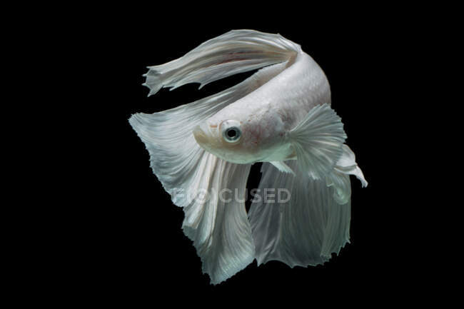 Красива біла рибка Бетта на темному тлі, вид зблизька — стокове фото