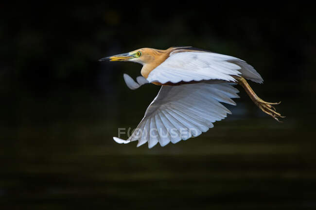 Portrait of an egret in flight, Indonesia — Stock Photo