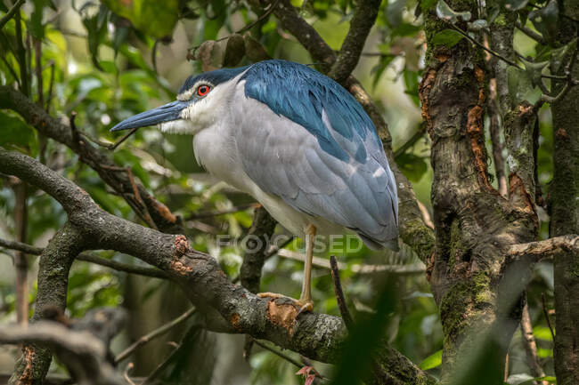 Black-crowned night heron standing in a tree, Indonesia — Stock Photo