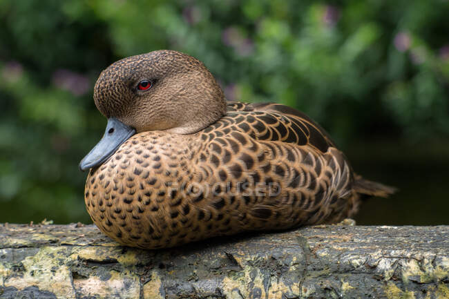Portrait of a duck sitting on a log, Indonesia — Stock Photo