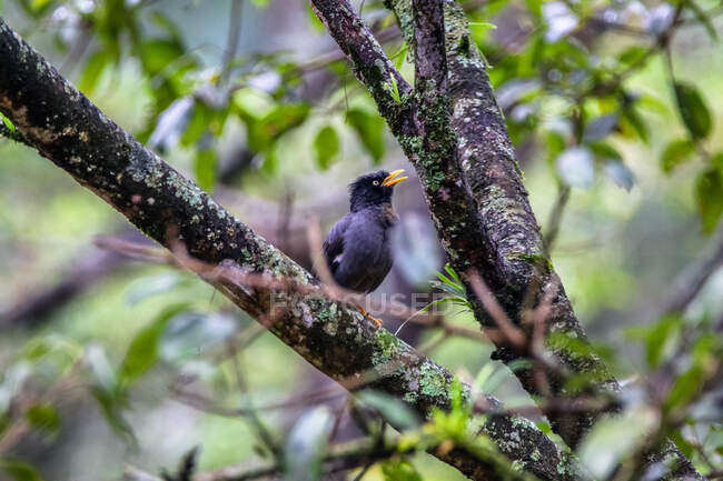 Starling empoleirado em uma árvore, Indonésia — Fotografia de Stock