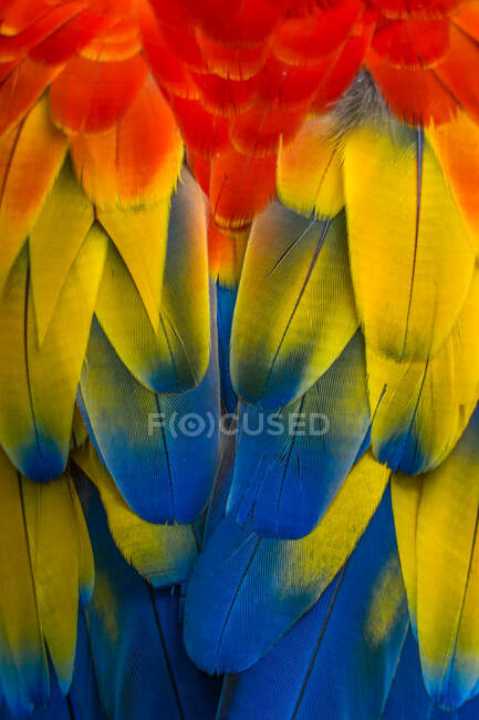 Close-up da plumagem de uma arara, Indonésia — Fotografia de Stock