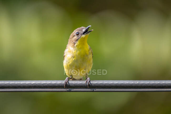 Cabe Cabean bird on a metal pole, Indonesia — Stock Photo