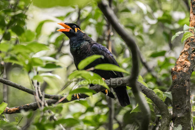 Colina comum Myna pássaro em uma árvore, Indonésia — Fotografia de Stock