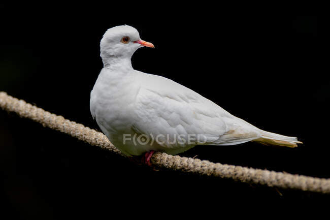 Portrait of a white pigeon on a rope, Indonesia — Stock Photo