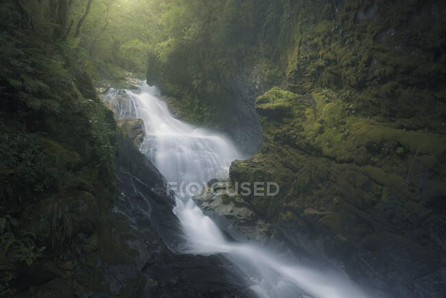 Cachoeira em uma floresta, Nova Zelândia — Fotografia de Stock