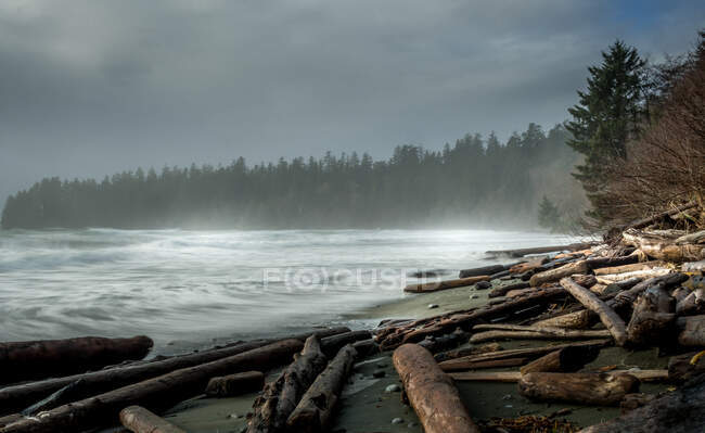 Madera a la deriva en la playa, Pacific Rim National Park Reserve, Vancouver Island, British Columbia, Canadá - foto de stock