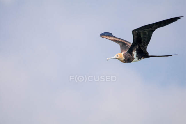 Fragatebird en vuelo, Indonesia - foto de stock