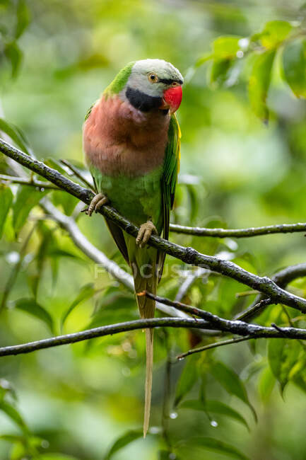 Perruche à poitrine rouge assise sur la branche — Photo de stock