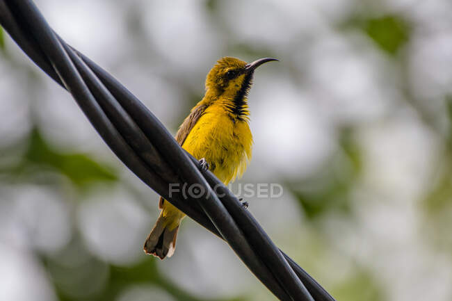 Beautiful colorful Sunbird on wire at sunny day, Indonesia — Stock Photo