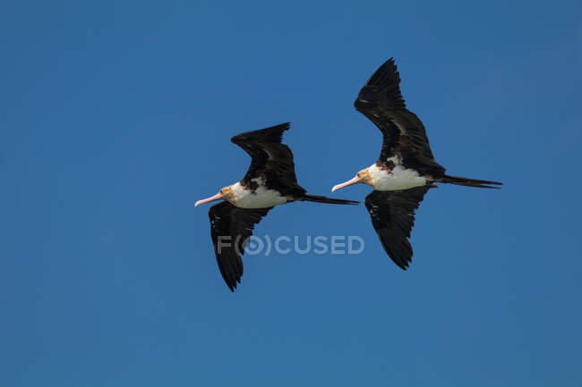 Dos frigatebirds en vuelo, Indonesia - foto de stock